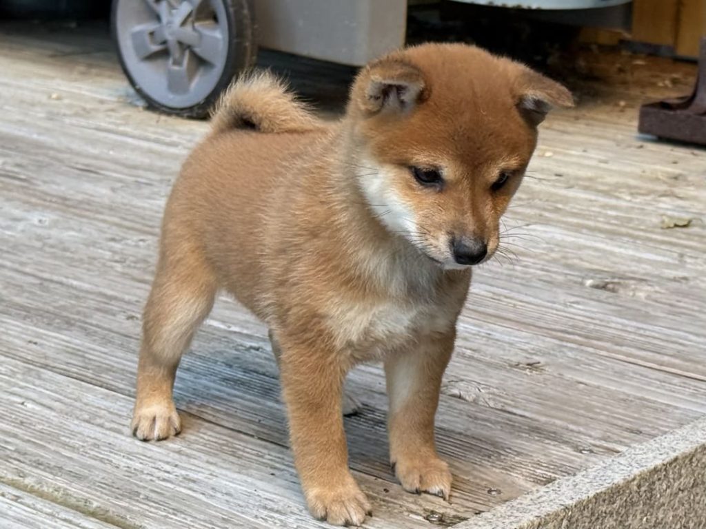 Chiot mame shiba roux debout sur une terrasse en bois
