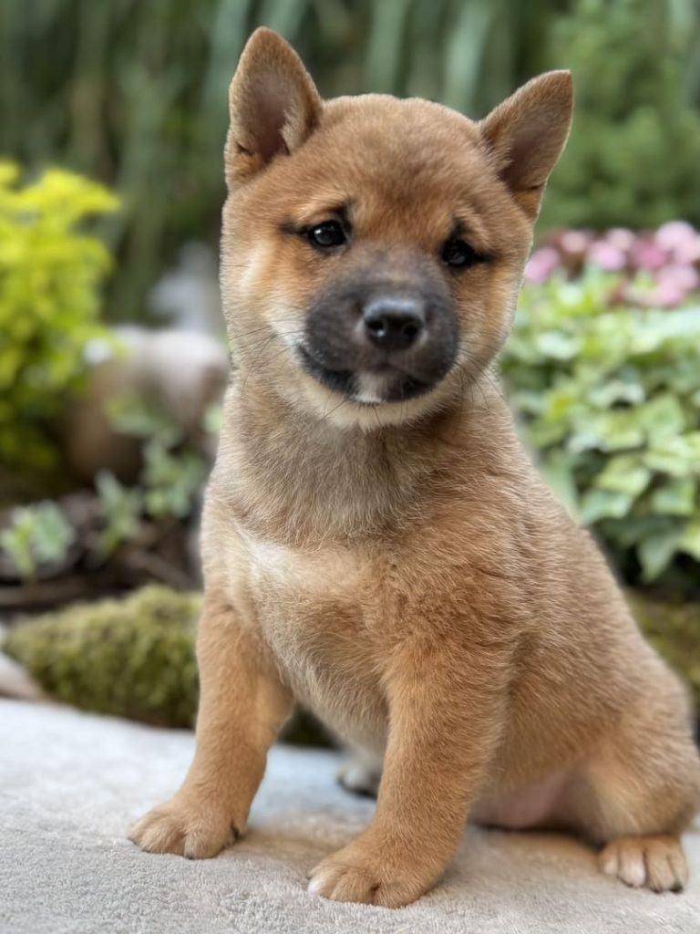Chiot mame shiba roux assis devant un massif de plantes
