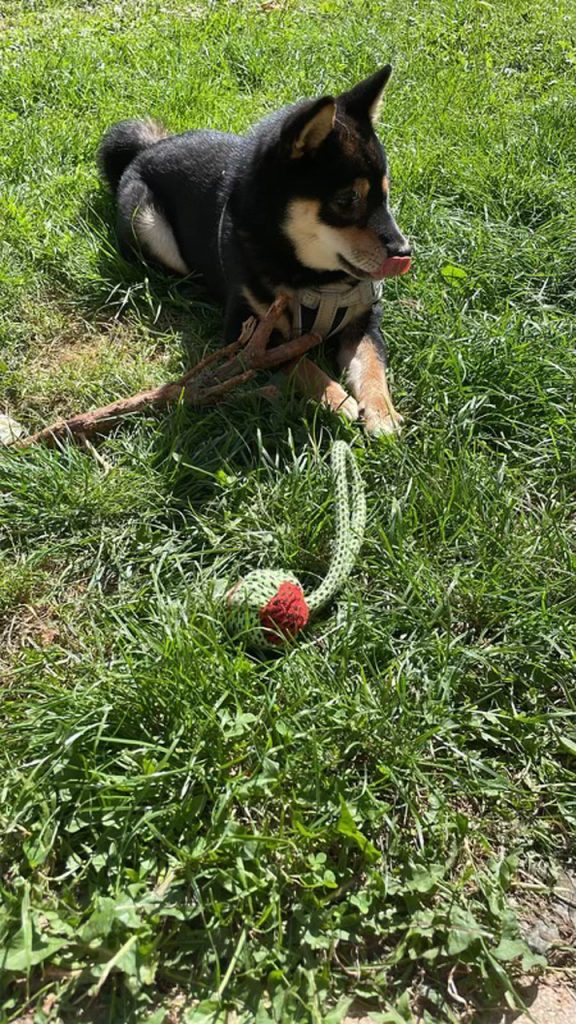 Mame shiba noir et feu couché dans l’herbe à côté de son jouet