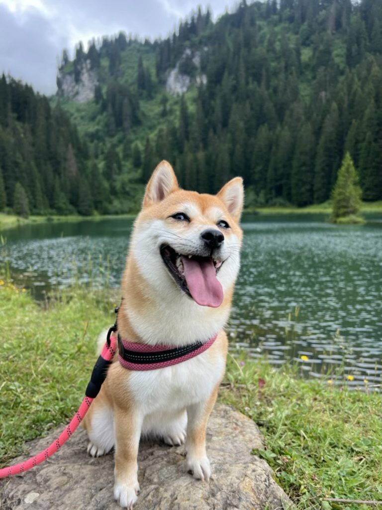 Mame shiba roux assis sur un rocher au bord d’un lac de montagne