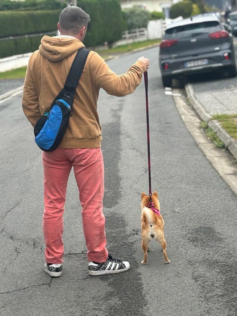 Mame shiba roux en laisse, en promenade de rue avec son maître
