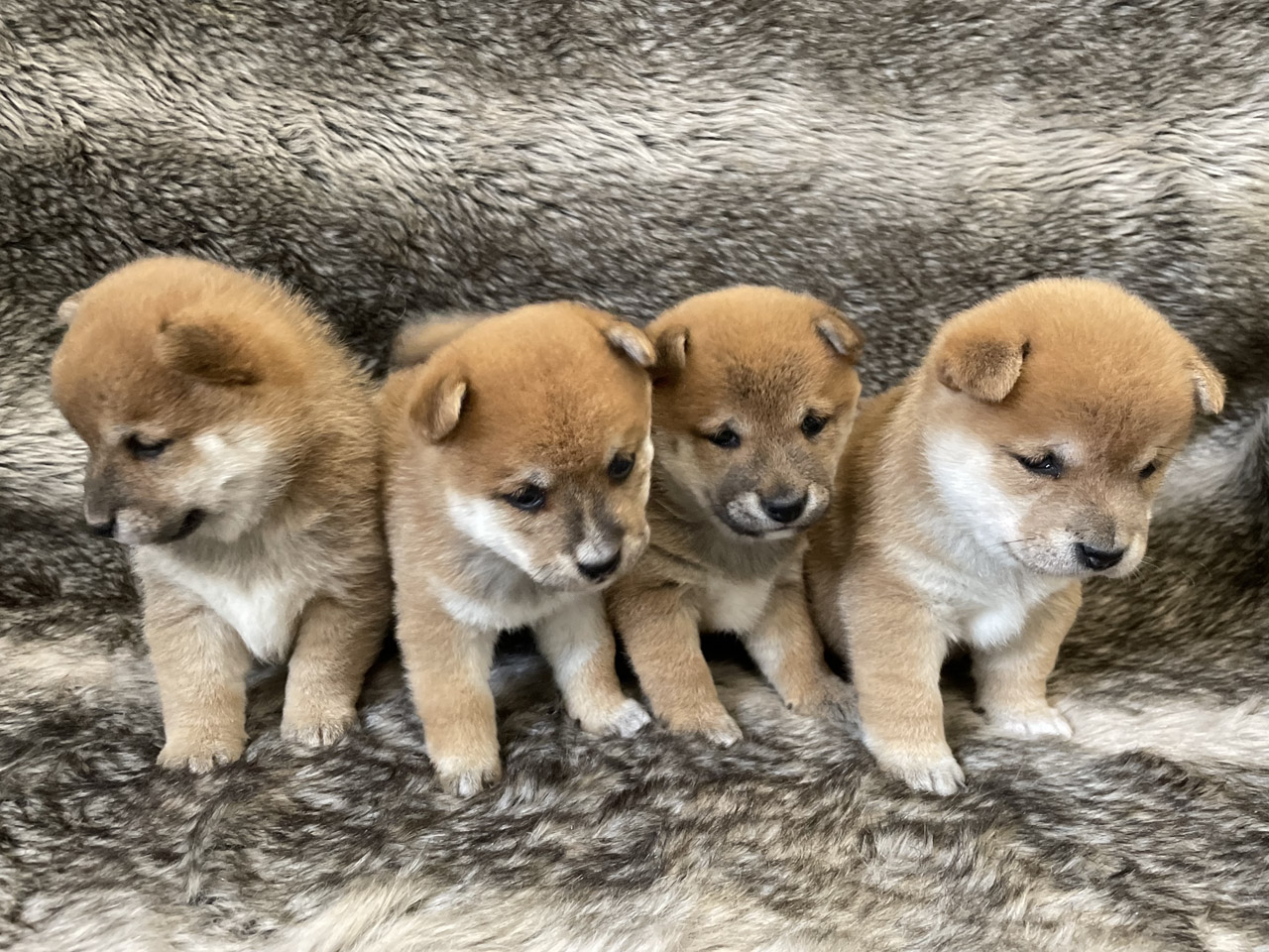 Quatre chiots mame shiba roux assis côte à côte sur une fourrure
