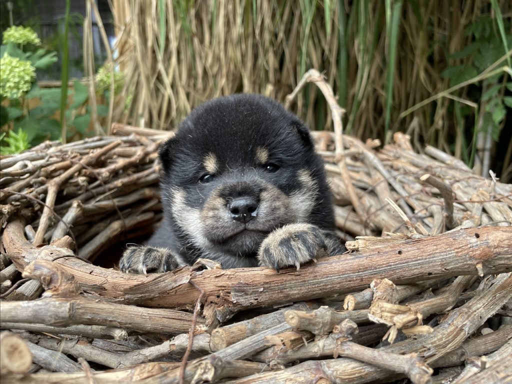 Chiot mame shiba noir et feu couché dans un panier en osier