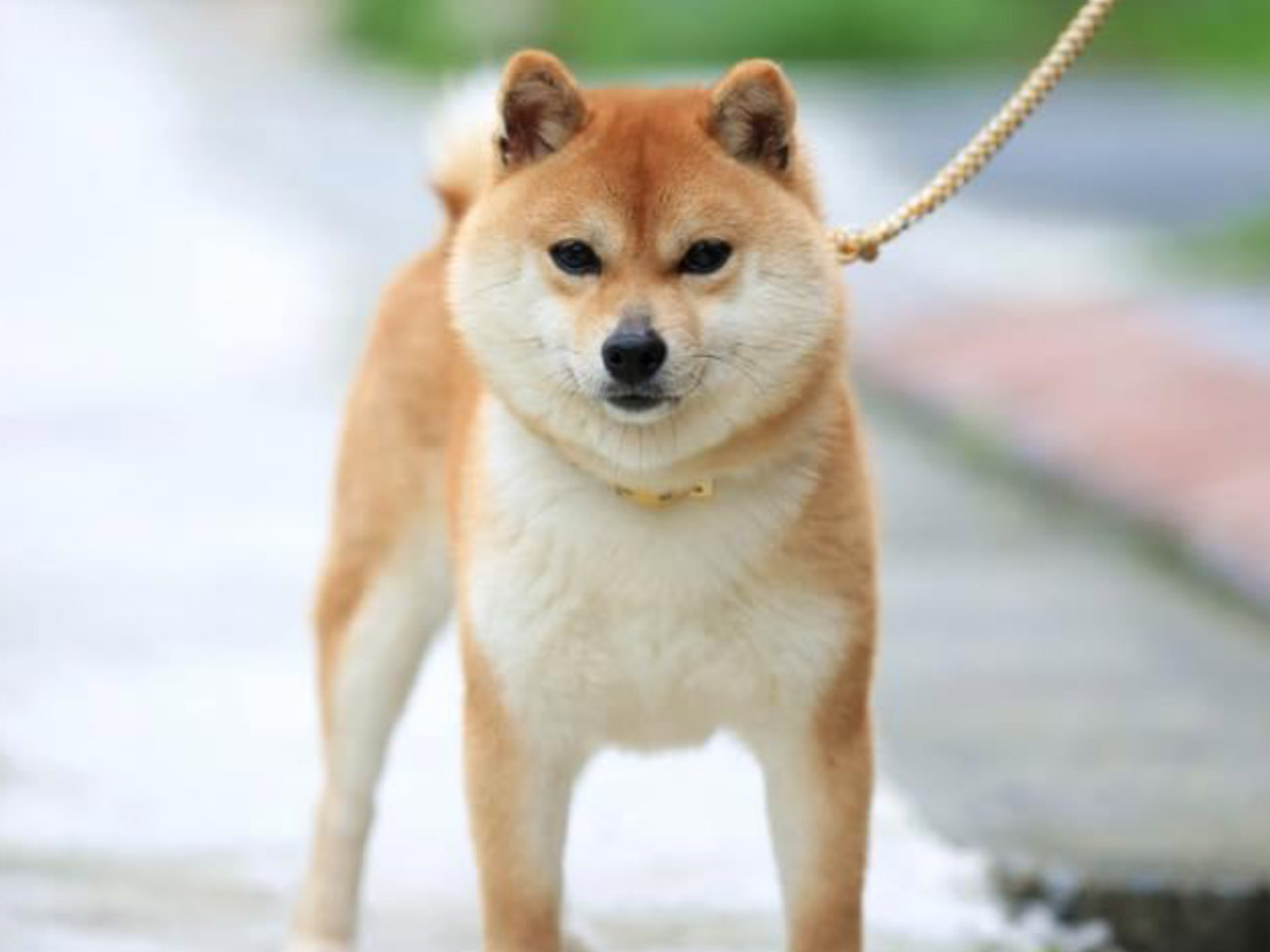 La mue du mame shiba : survivre aux trois semaines de poils
