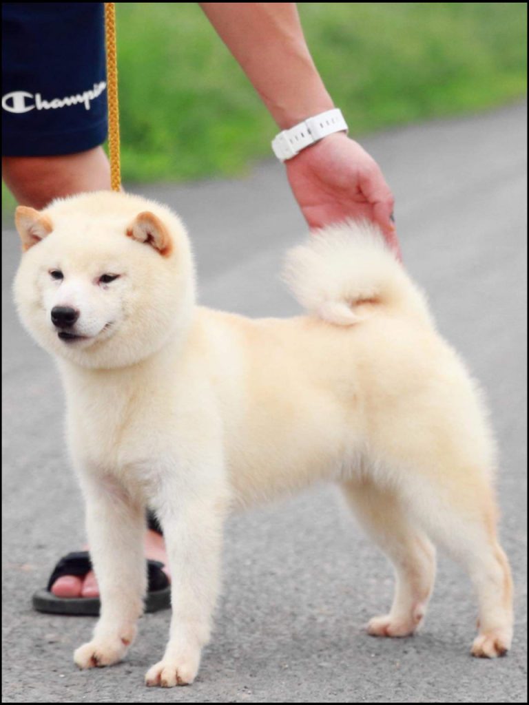 Mame shiba crème présenté en position d’exposition, de profil