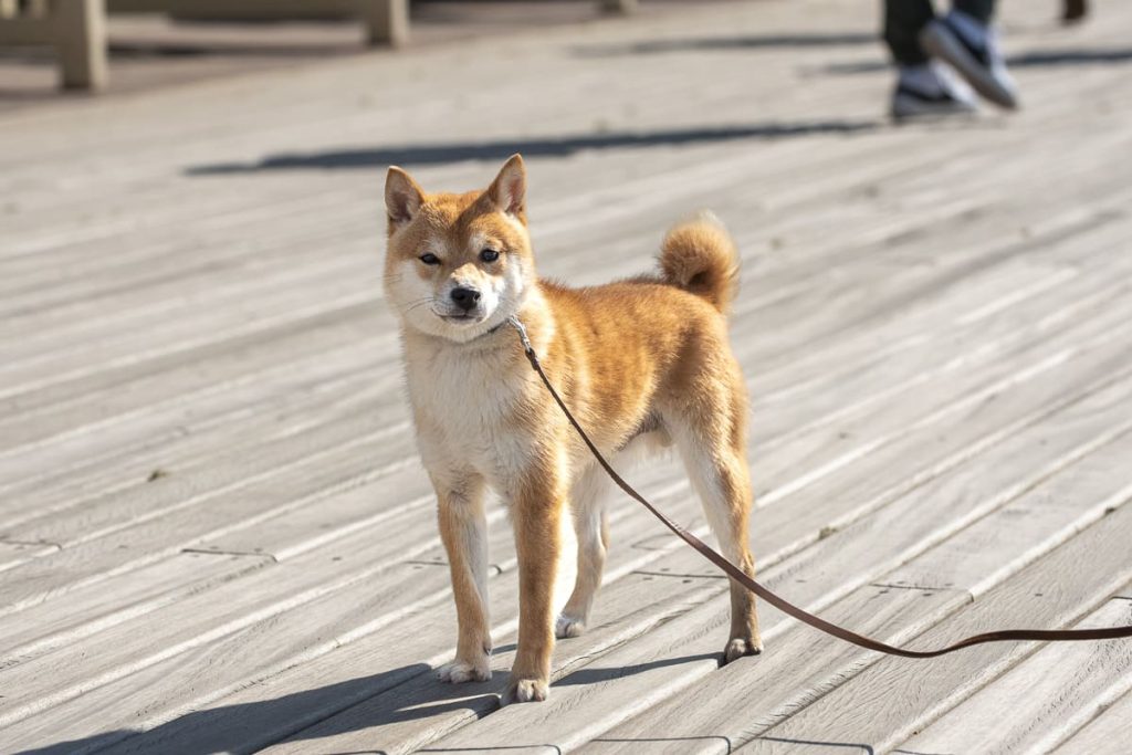 Mame shiba roux en laisse sur les planches en bois du front de mer