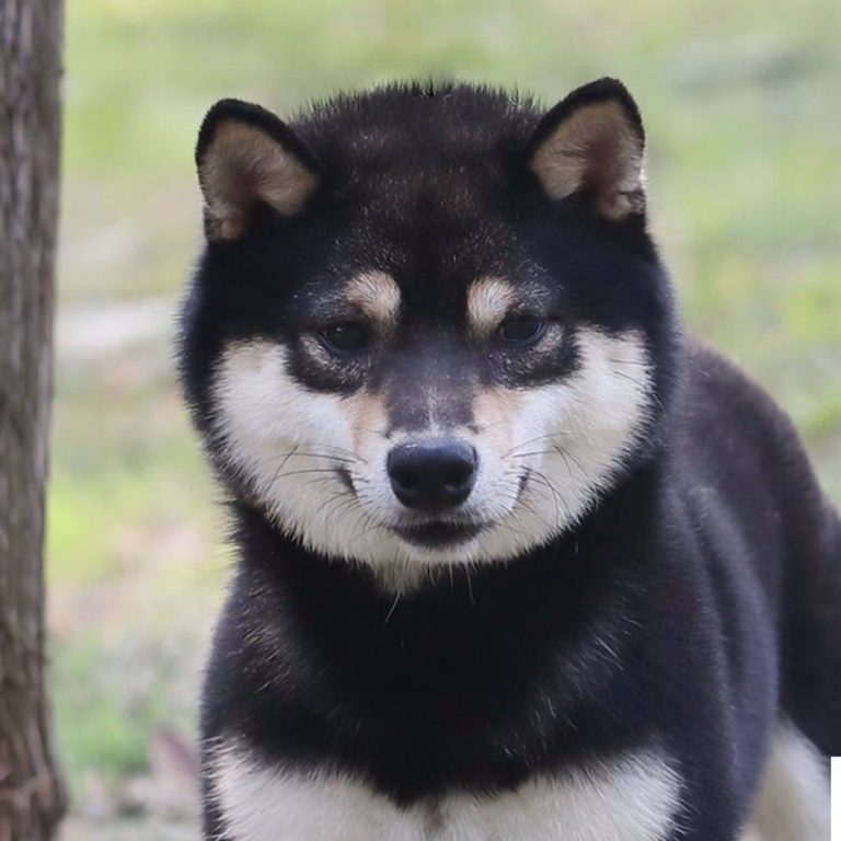 Chen, mâle mame shiba noir et feu, portrait de face au pied d’un arbre
