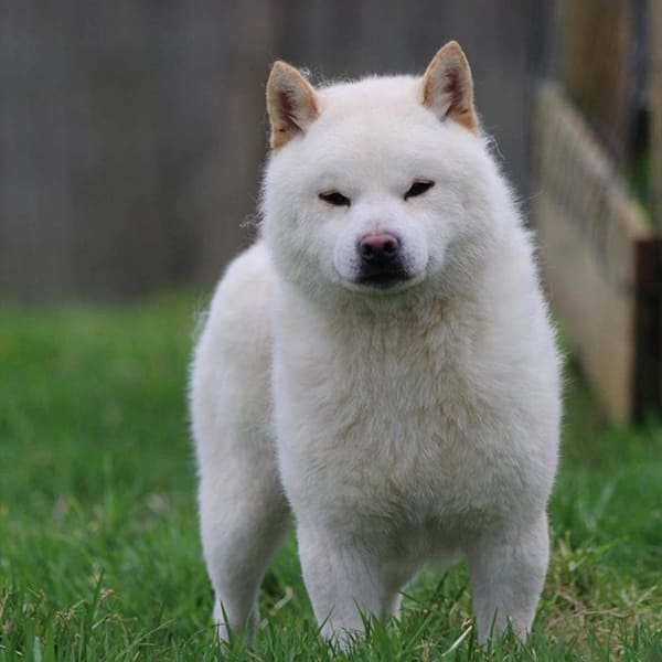 Croc Blanc, mâle mame shiba à la robe crème, debout de face dans l’herbe