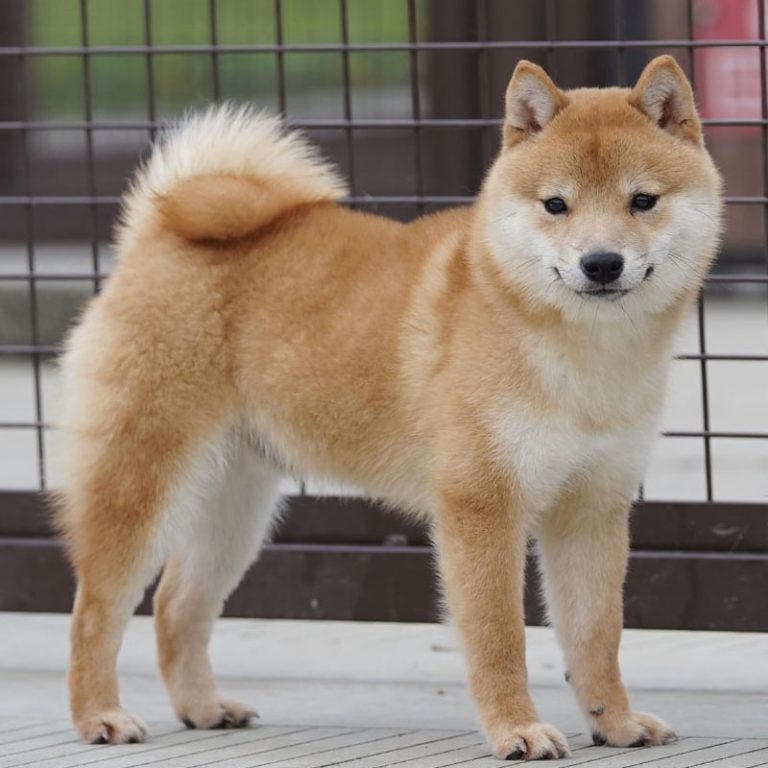 Hong, mâle mame shiba roux, debout de profil devant l’enclos