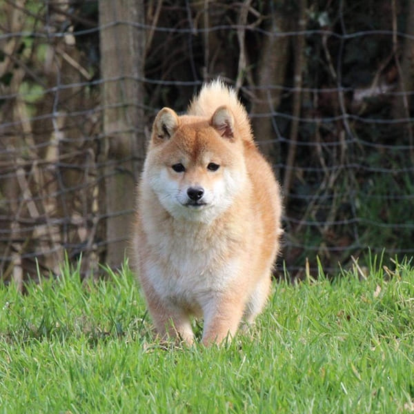 Jia Mei, femelle mame shiba rousse, de face devant le grillage du parc