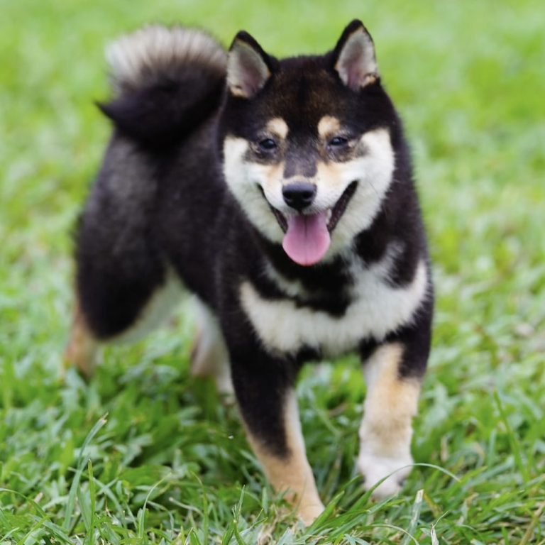 Qian, femelle mame shiba noir et feu, de face dans l’herbe