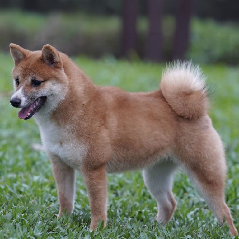 Sha, femelle mame shiba rousse, de profil, queue enroulée sur le dos