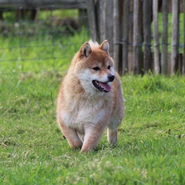 Sushi, femelle mame shiba rousse, au trot dans l’herbe du parc