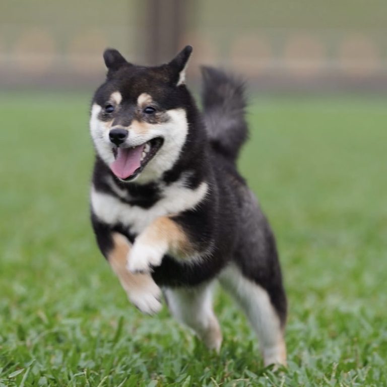 Zhi, femelle mame shiba noir et feu, en pleine course dans l’herbe